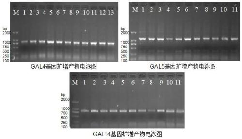 Method using markers of defensin genes to improve resistance ability of chicken salmonella