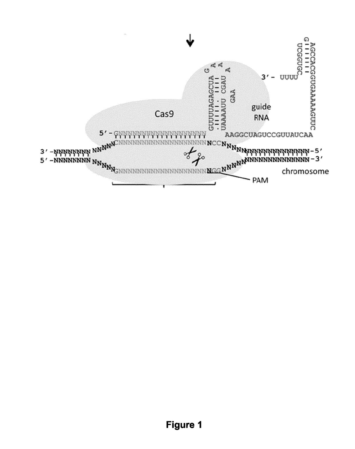 Crispr-based methods and products for increasing frataxin levels and uses thereof