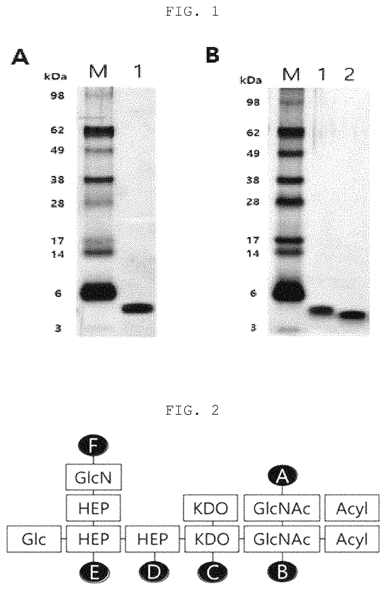 Immune modulator and vaccine composition containing the same