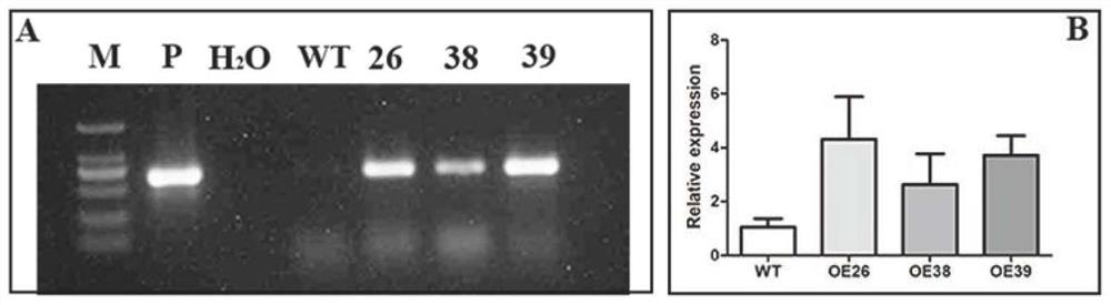 Pyrus betulaefolia transcription factor PbrWRKY40 and application of pyrus betulaefolia transcription factor PbrWRKY40 in increase of total acid content of plantand genetic improvement of salt resistance