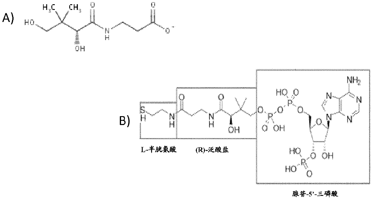 Production of compounds derived from acetyl-coenzyme A