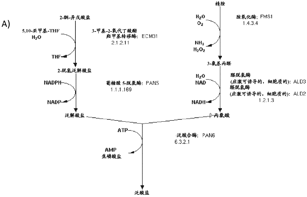 Production of compounds derived from acetyl-coenzyme A