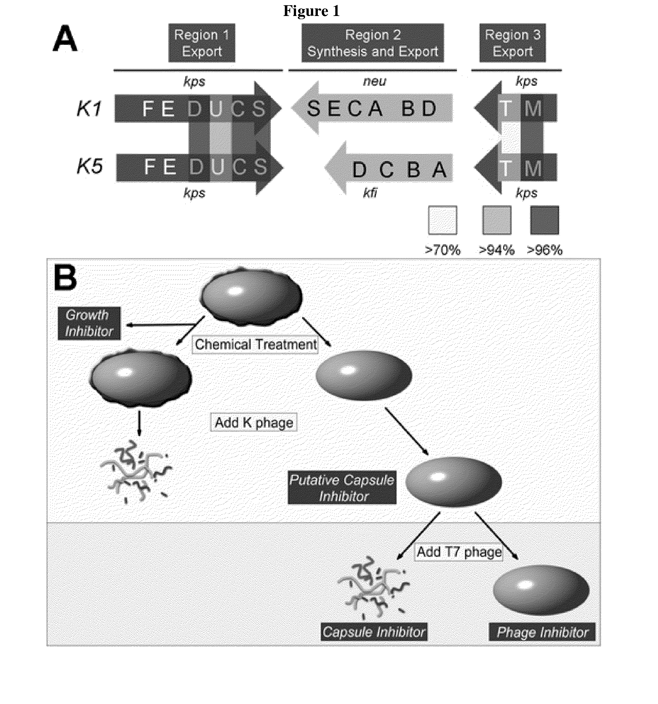 Ethoxyphenyl thienyl compounds and methods for the treatment of
bacterial infections