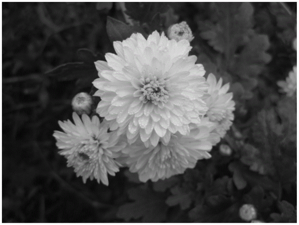 The Method for Rapid Propagation of Bo Chrysanthemum Plantlets in Industrialized Test Tubes