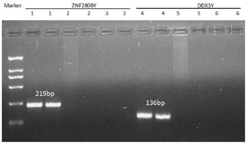 Method for detecting copy number variation of sheep ZNF280BY gene, and application of method