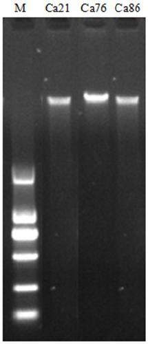 Method for efficiently extracting high-quality nucleic acid substances from olive leaves