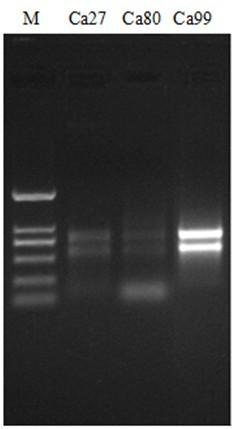 Method for efficiently extracting high-quality nucleic acid substances from olive leaves