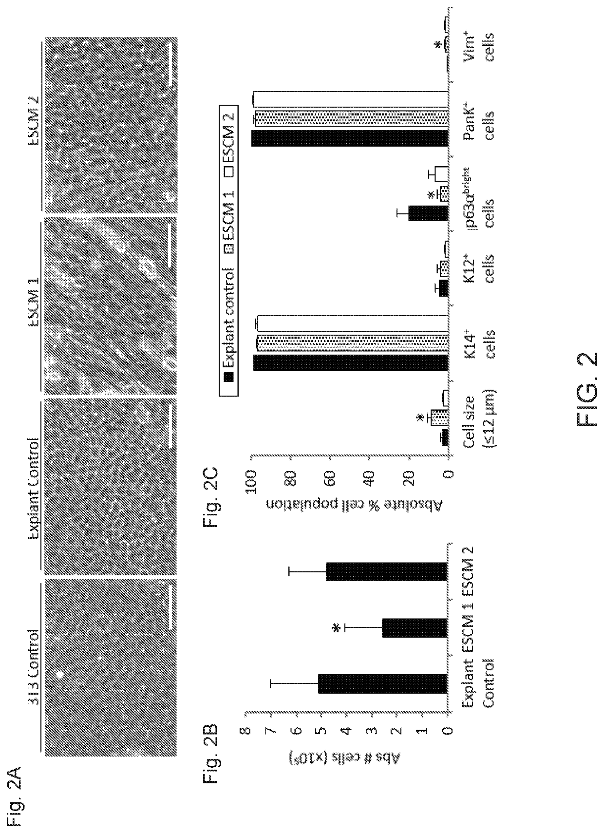 Xenobiotic-free culture system to expand human limbal stem cells