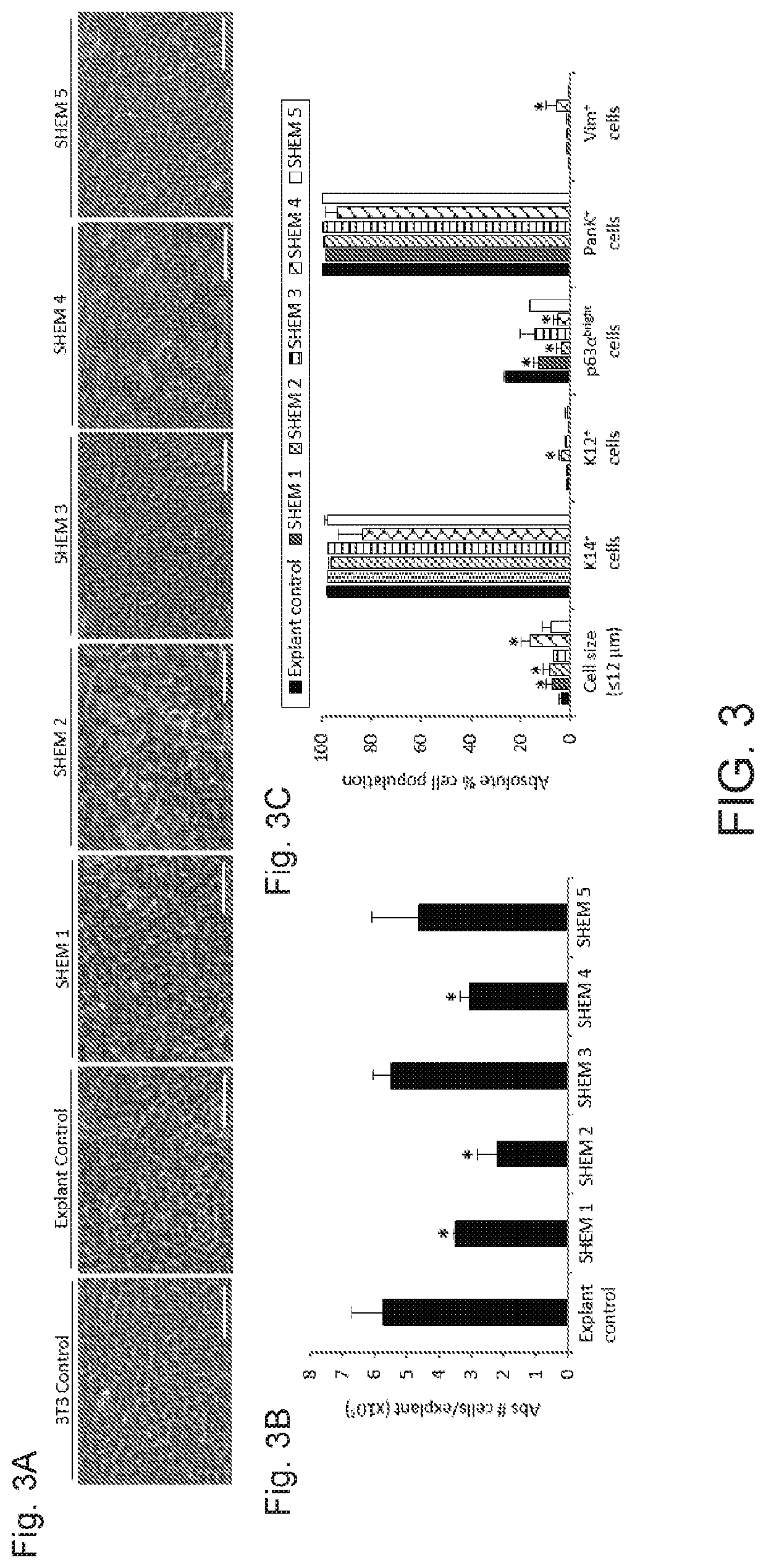 Xenobiotic-free culture system to expand human limbal stem cells