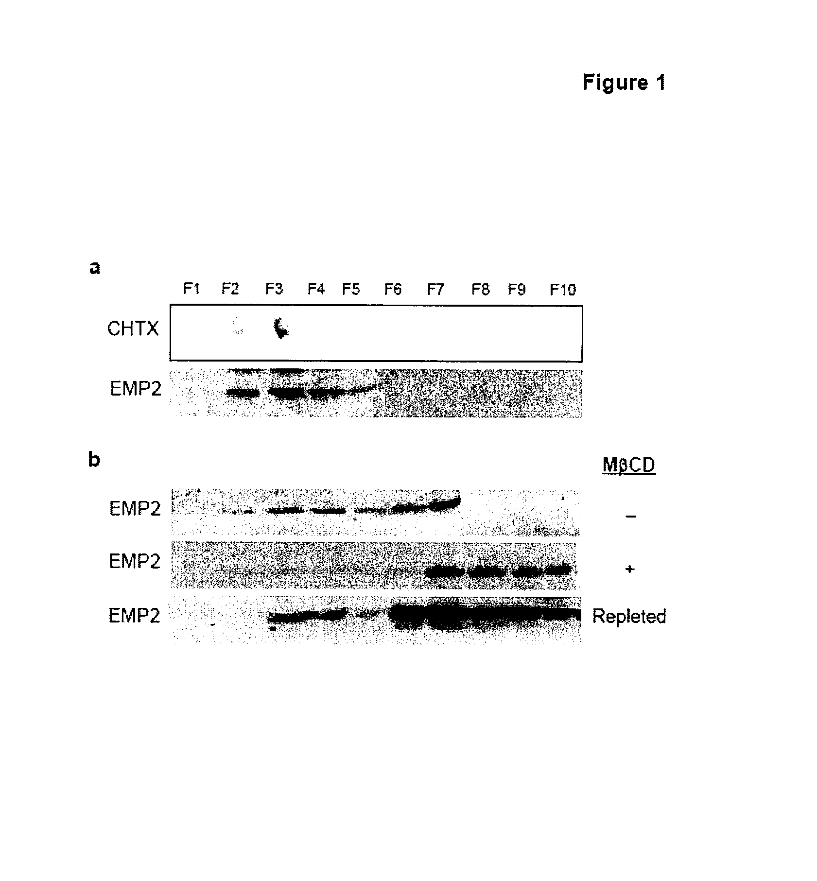 Prevention of chlamydia infection using SIRNA