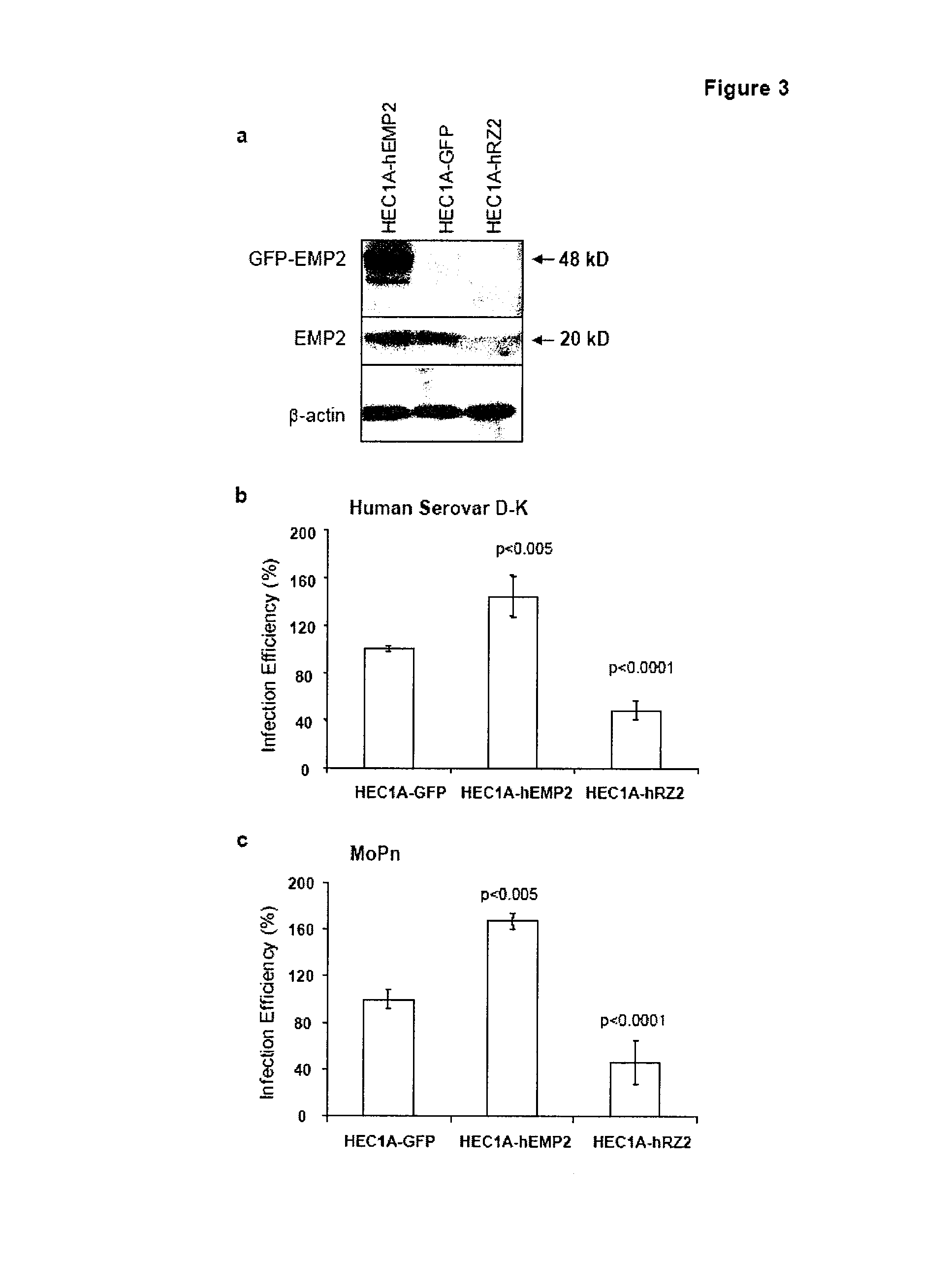 Prevention of chlamydia infection using SIRNA