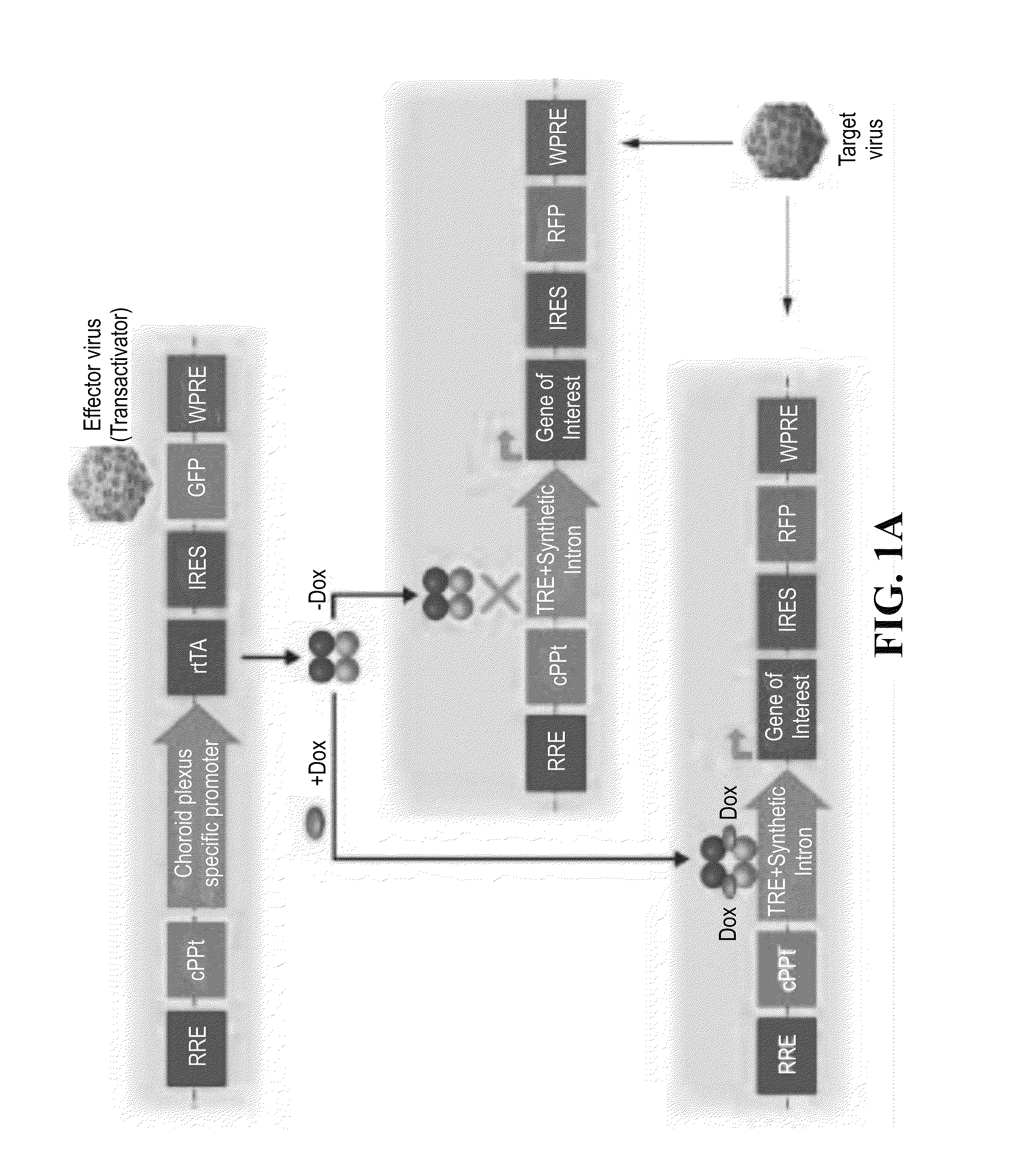 Methods of expressing a polypeptide in the brain and nucleic acid constructs capable of same