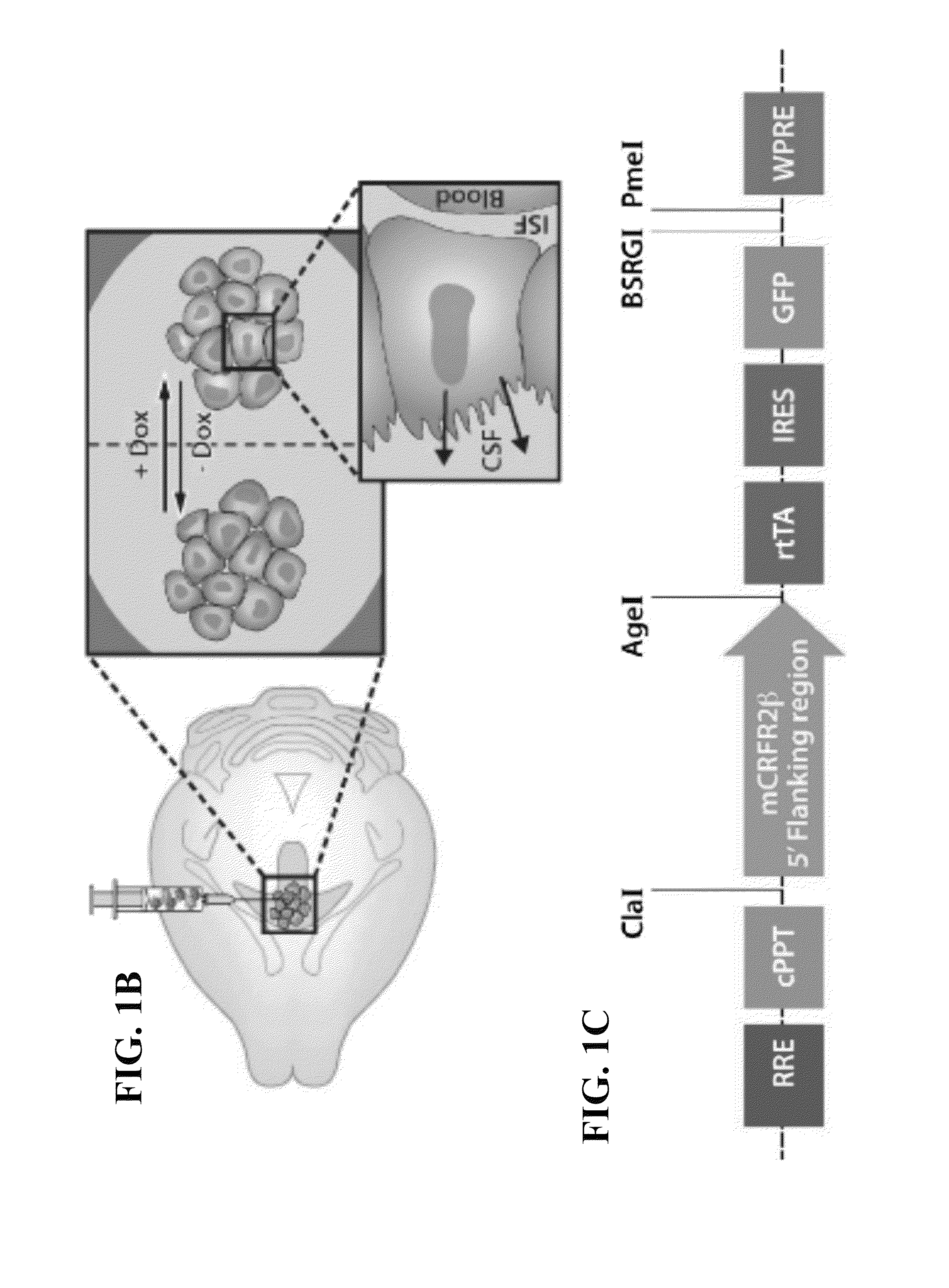 Methods of expressing a polypeptide in the brain and nucleic acid constructs capable of same