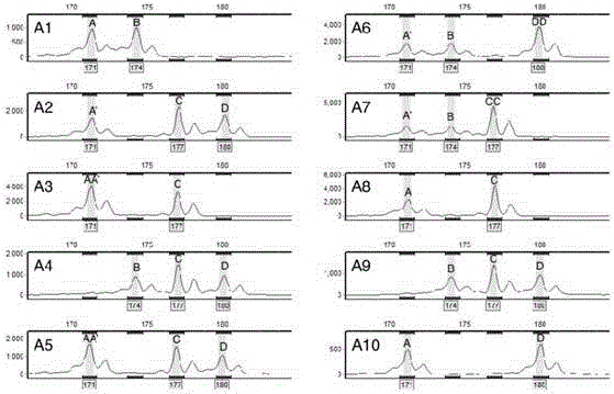 Molecular marker primer for detecting aneuploid hybrid progeny plants, and detection method of aneuploid hybrid progeny plants