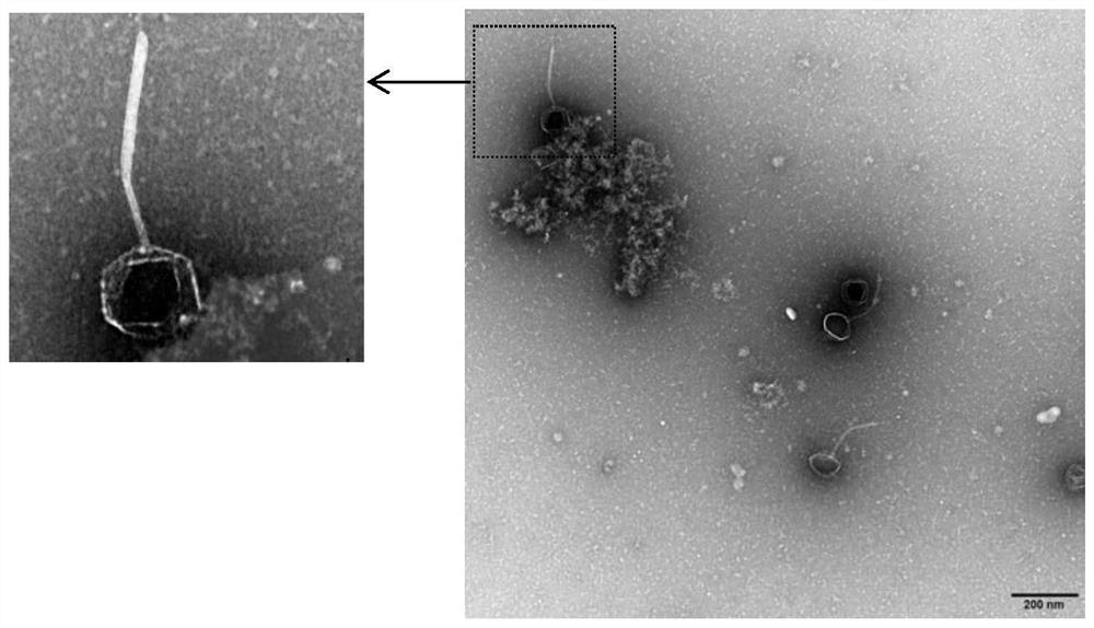 Salmonella sp.phage JNwz02 and application thereof