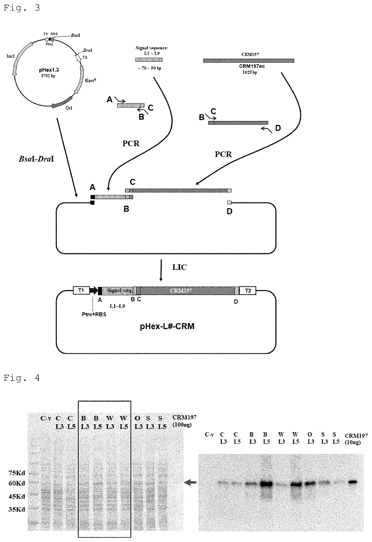 Crm197 protein expression method