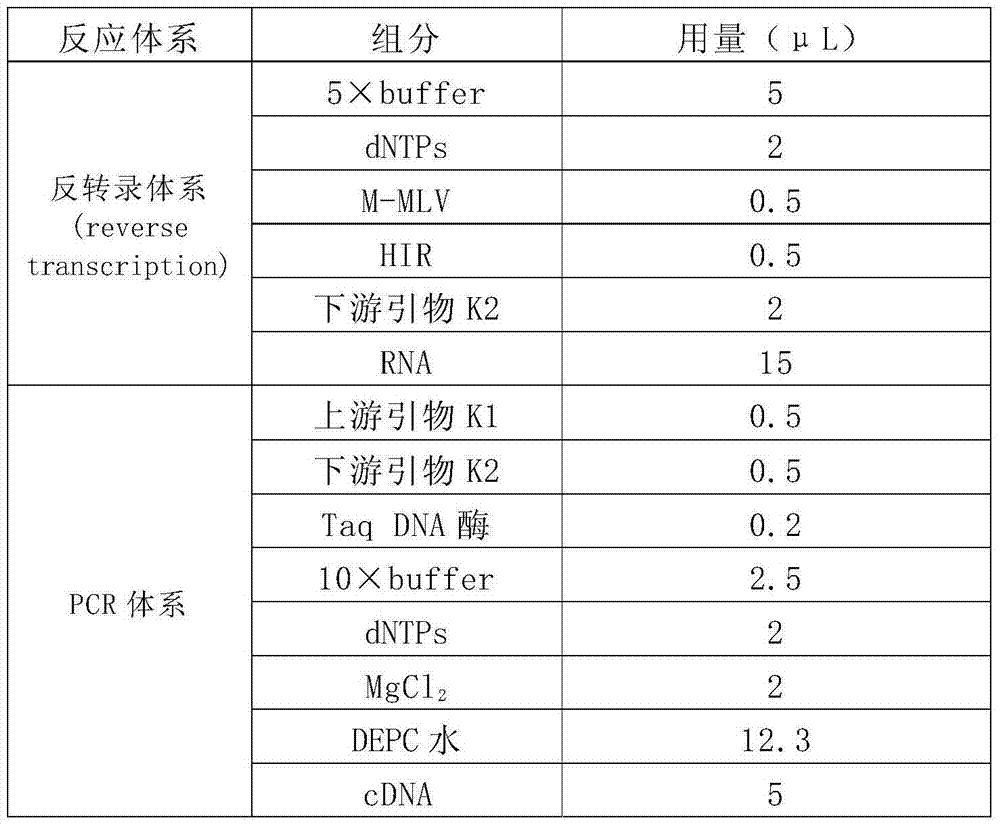 RT-PCR (Reverse Transcription-Polymerase Chain Reaction) primer for detecting porcine Kobu virus and kit