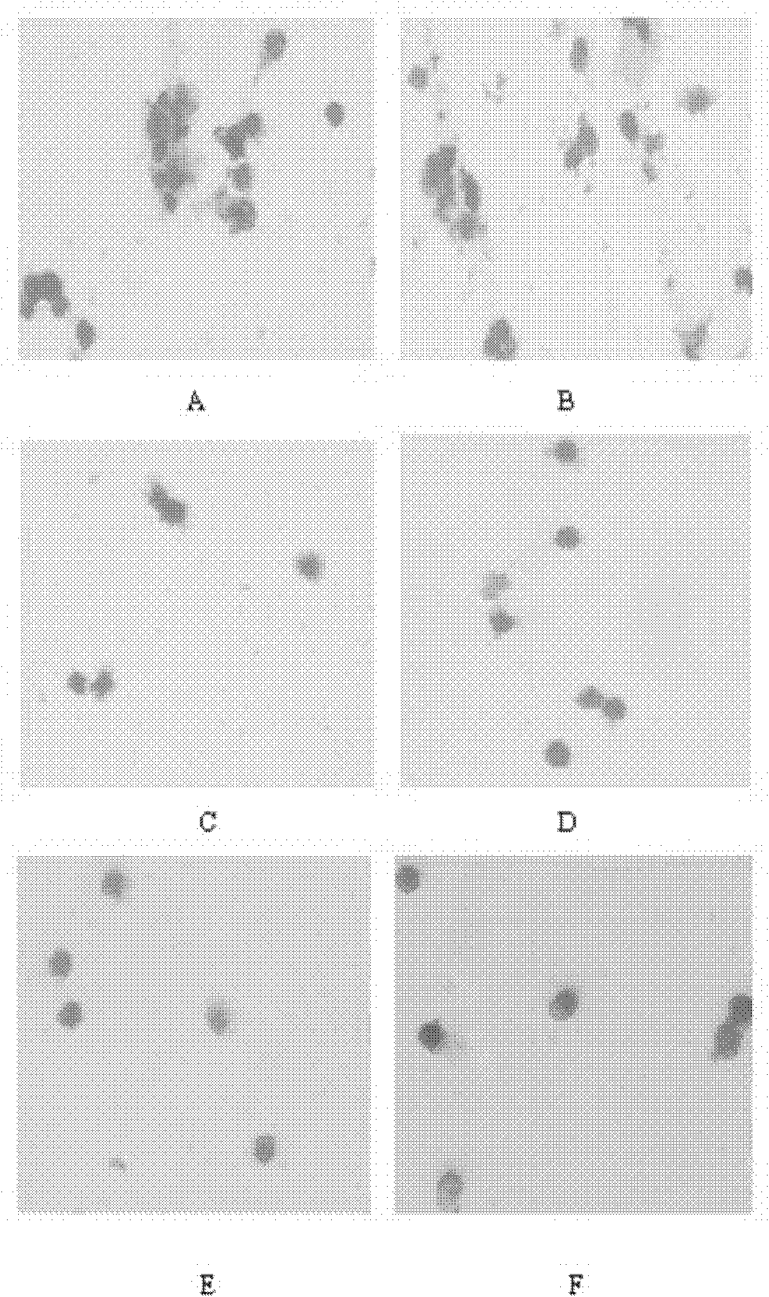 Hepatitis virus in-vitro culture model as well as construction method and application thereof