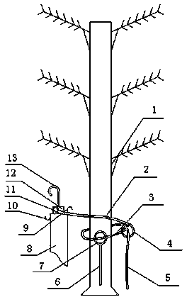 Method for preventing coconut tree plant branch leaves from falling off