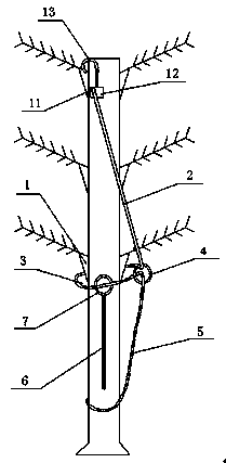 Method for preventing coconut tree plant branch leaves from falling off