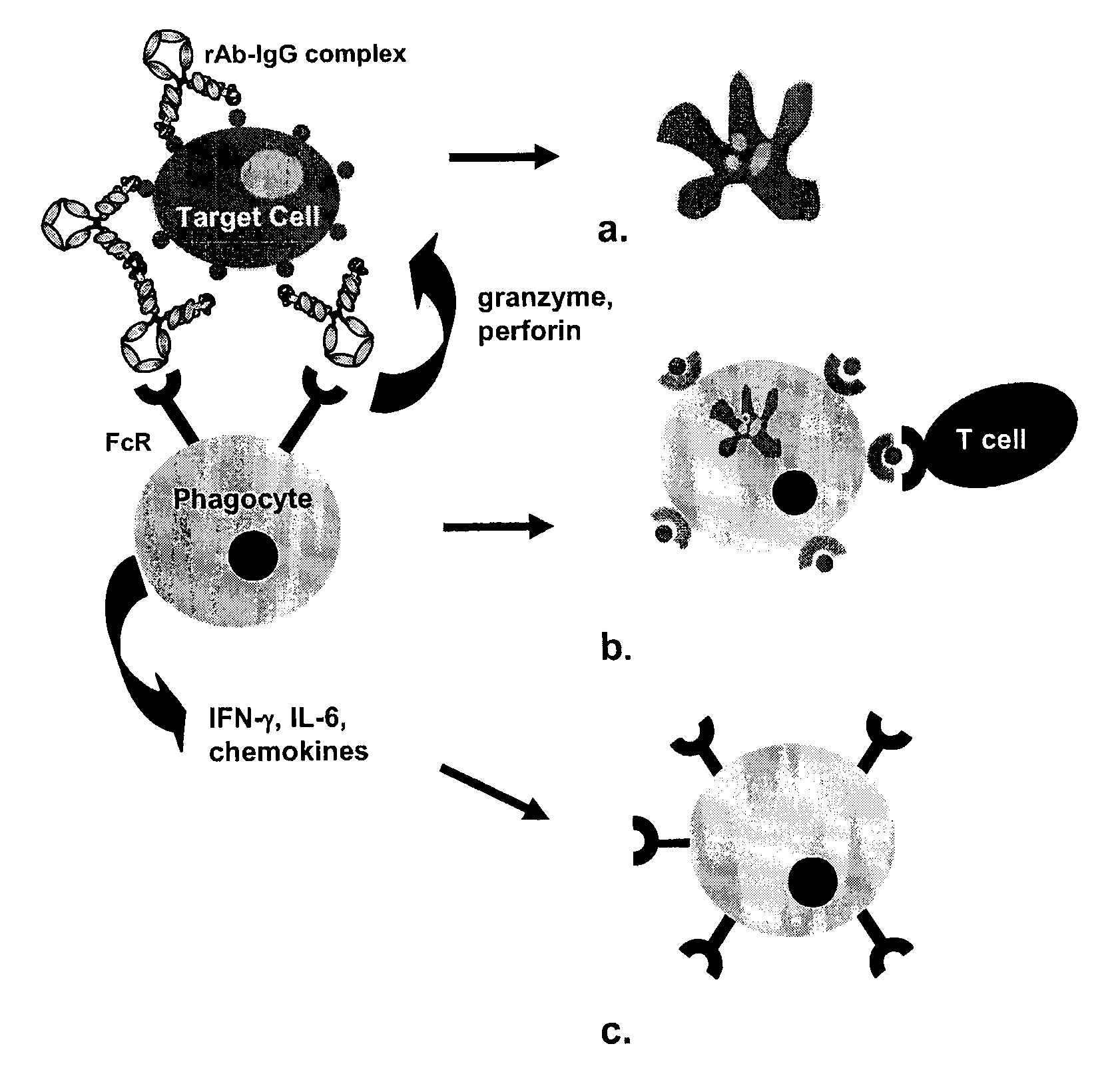 Methods of improving the therapeutic efficacy and utility of antibody fragments