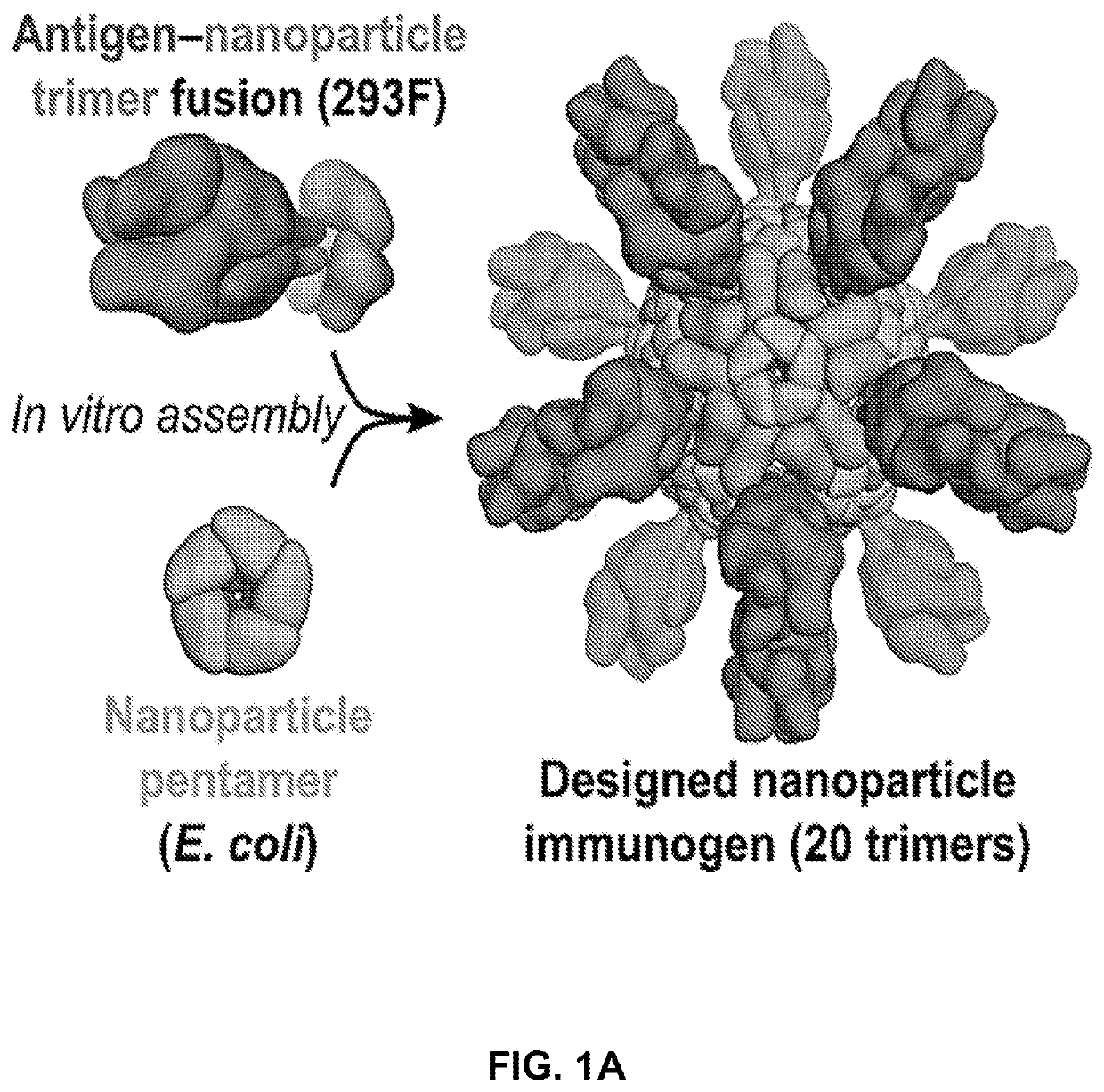 Self-asssembling nanostructure vaccines