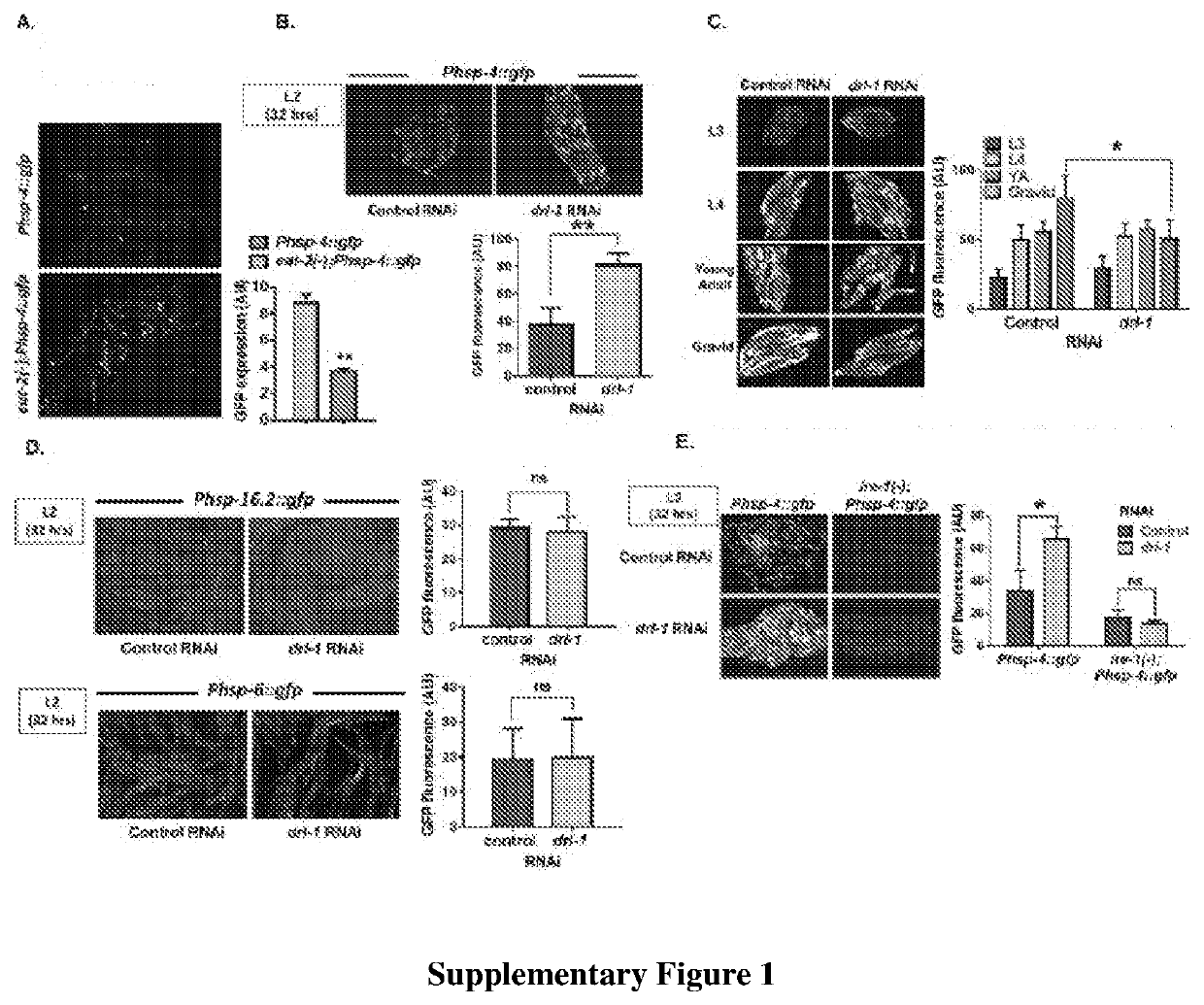 A method of mimicking benefits of dietary restriction by transiently upregulating er stress response