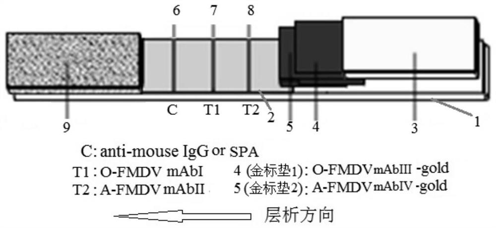 A dual rapid detection card for detecting and distinguishing O-type and A-type foot-and-mouth disease virus and preparation method thereof