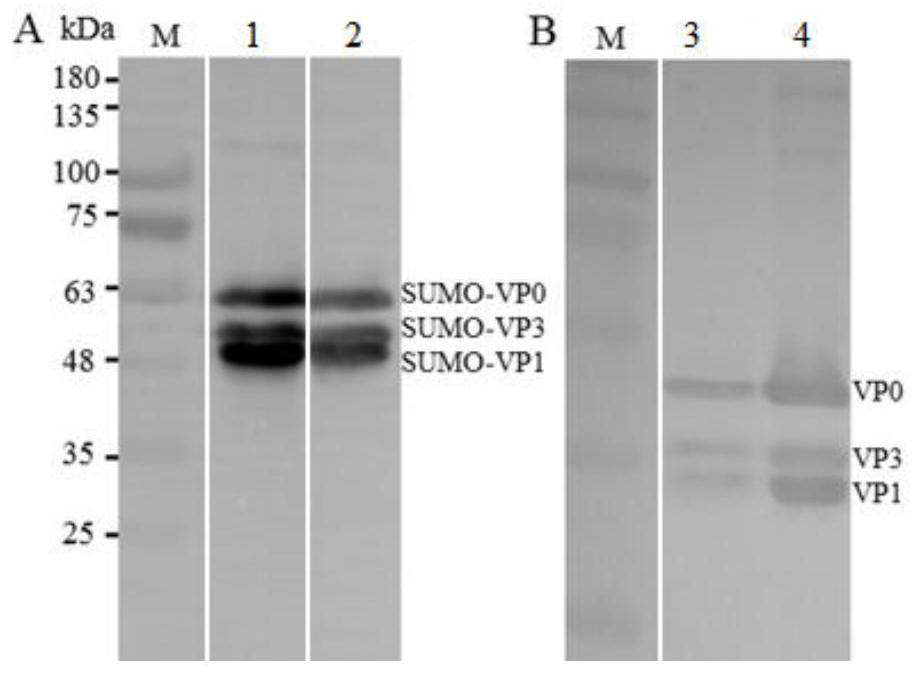 A dual rapid detection card for detecting and distinguishing O-type and A-type foot-and-mouth disease virus and preparation method thereof