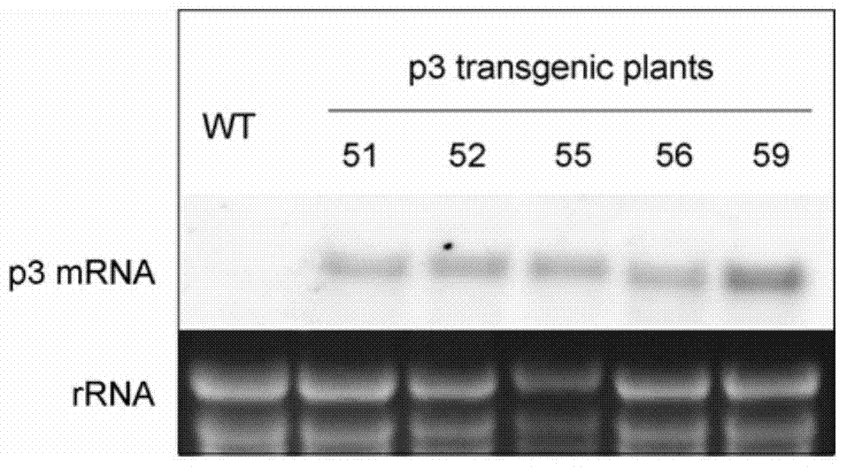 Application of p3 gene of rice stripe virus in preparation of transgenic rice-blast-resistant frond