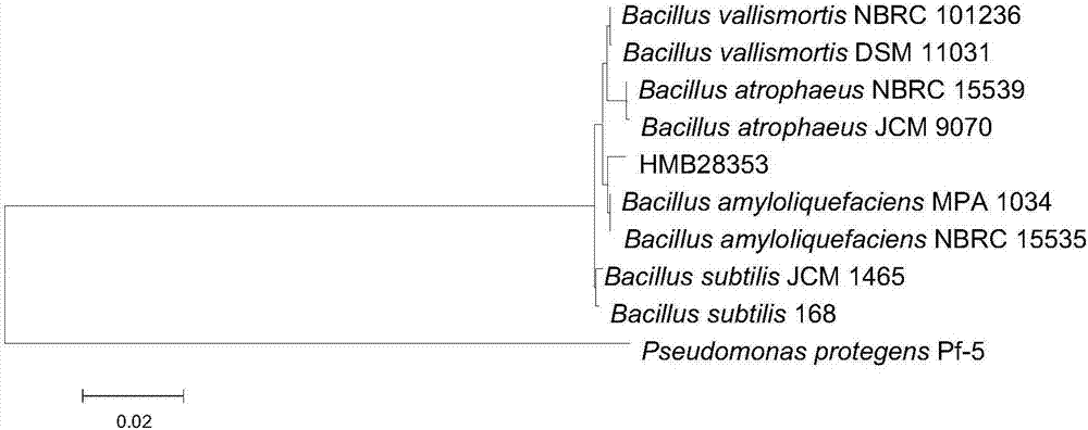 Bacillus amyloliquefaciens HMB28353 and application thereof