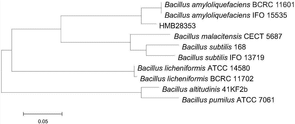 Bacillus amyloliquefaciens HMB28353 and application thereof