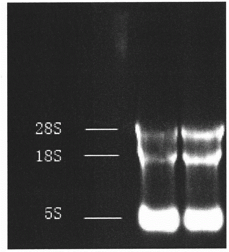 A non-freezing type RNA protection solution