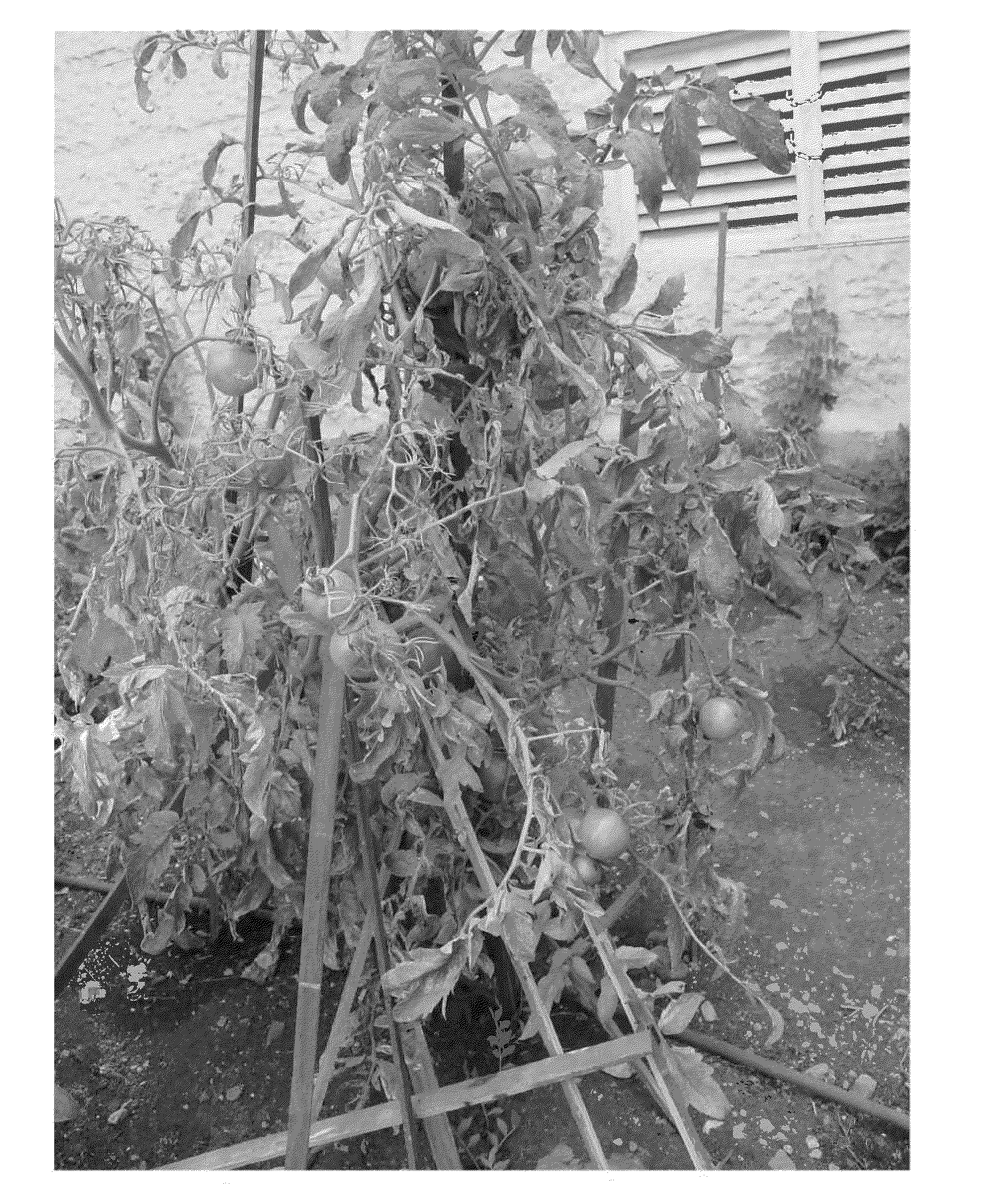 Composition for Improving Plant Growth and Yield and Method for Using Same