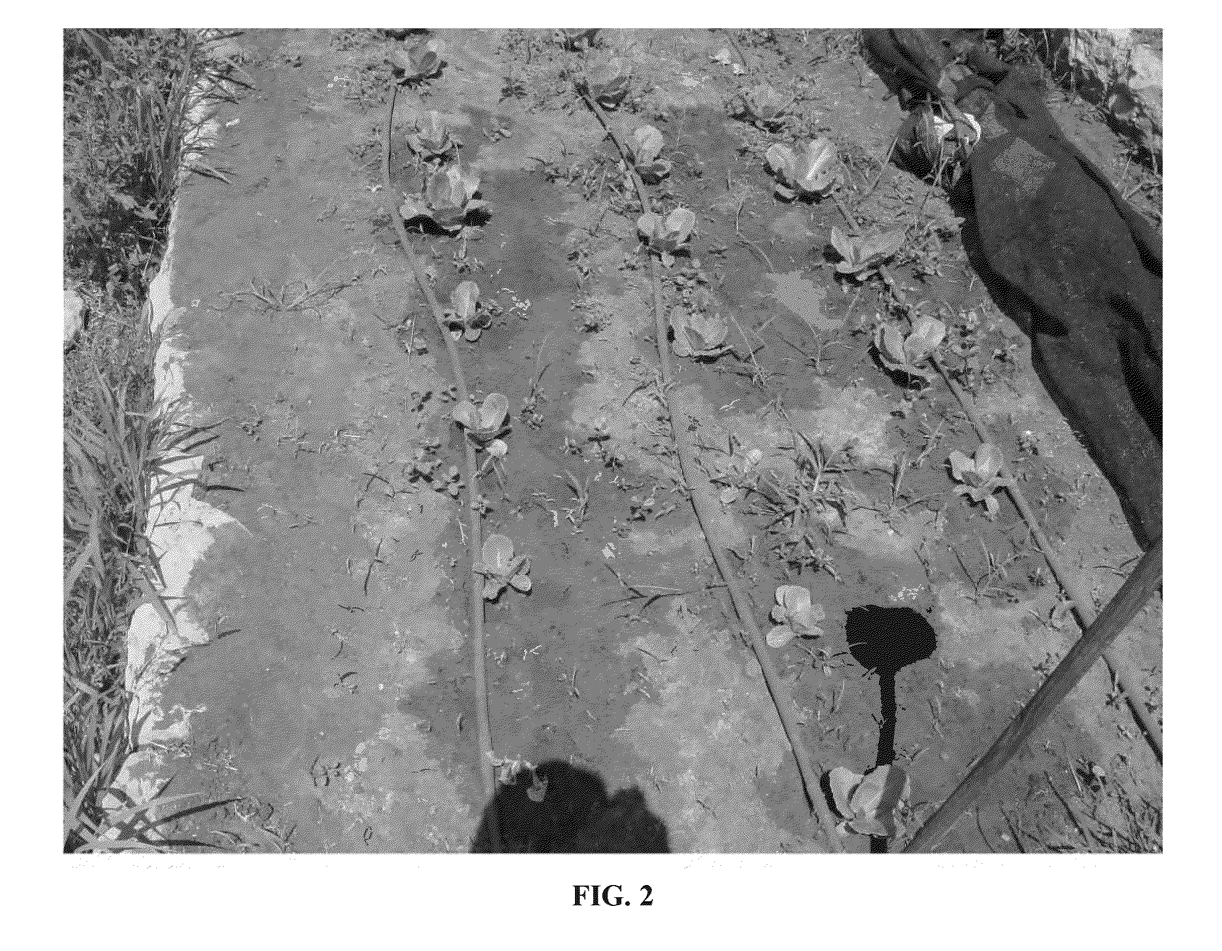 Composition for Improving Plant Growth and Yield and Method for Using Same