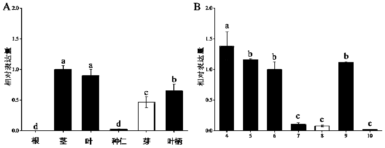 Ginkgo GbFLSa gene and expression protein and application thereof