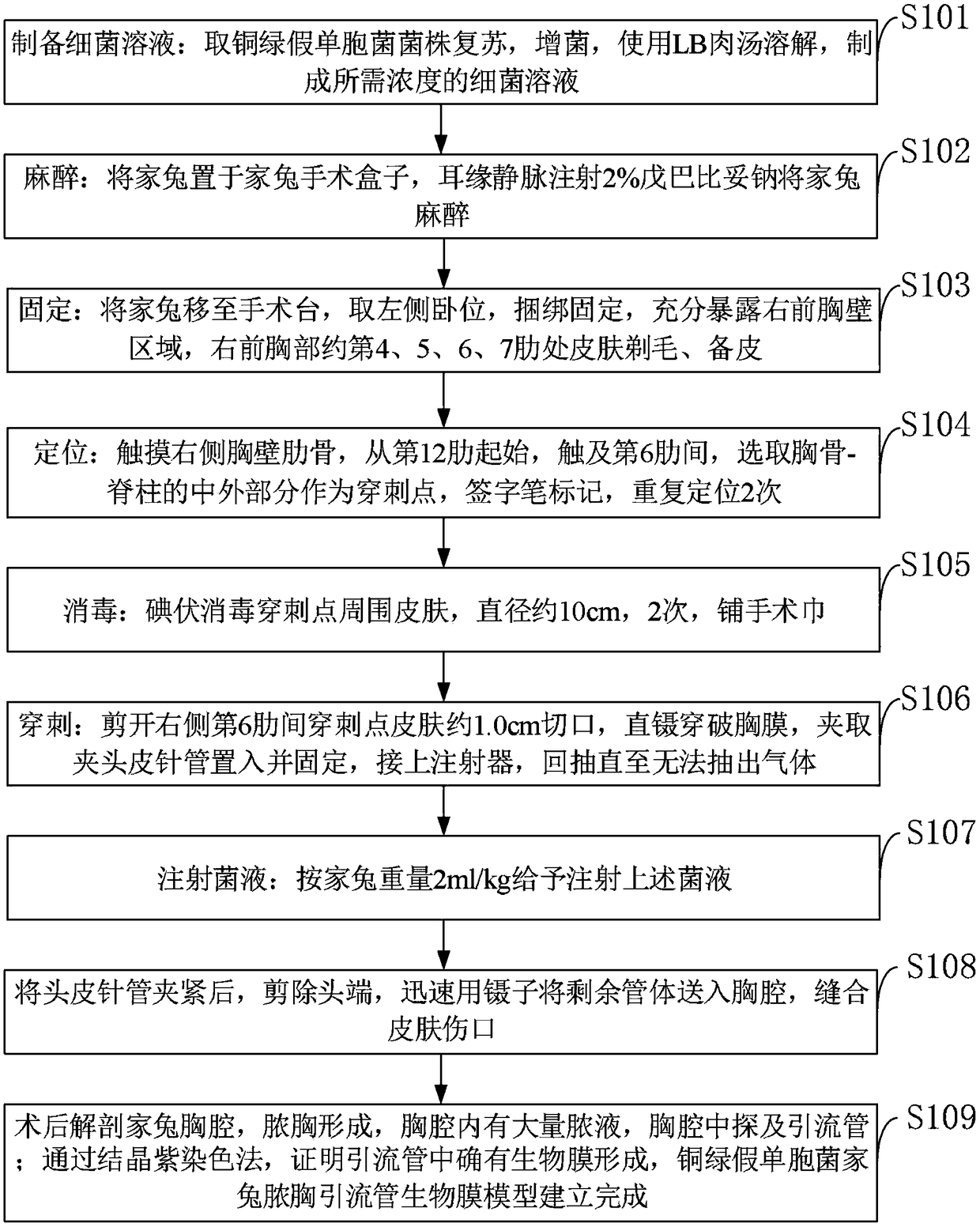 Method for establishing model for pseudomonas aeruginosa based empyema drainage tube biological film of rabbit