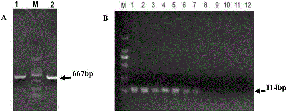 Primer pair, probe, kit and method for fluorescence quantitative PCR detection of FadV-4 type fowl adenoviruses
