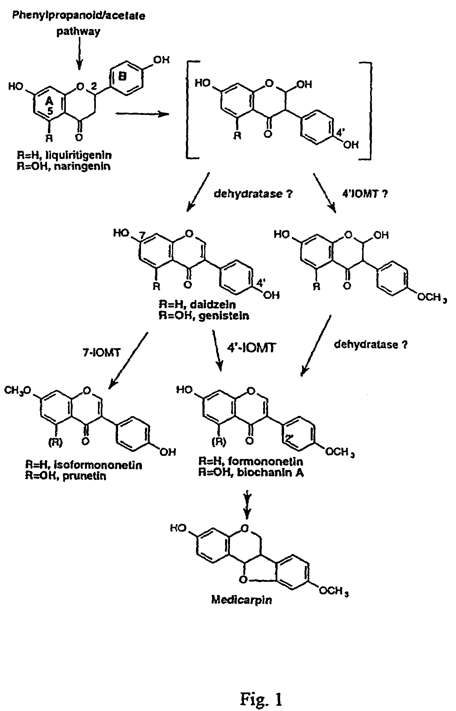 Isoflavonoid methylation enzyme