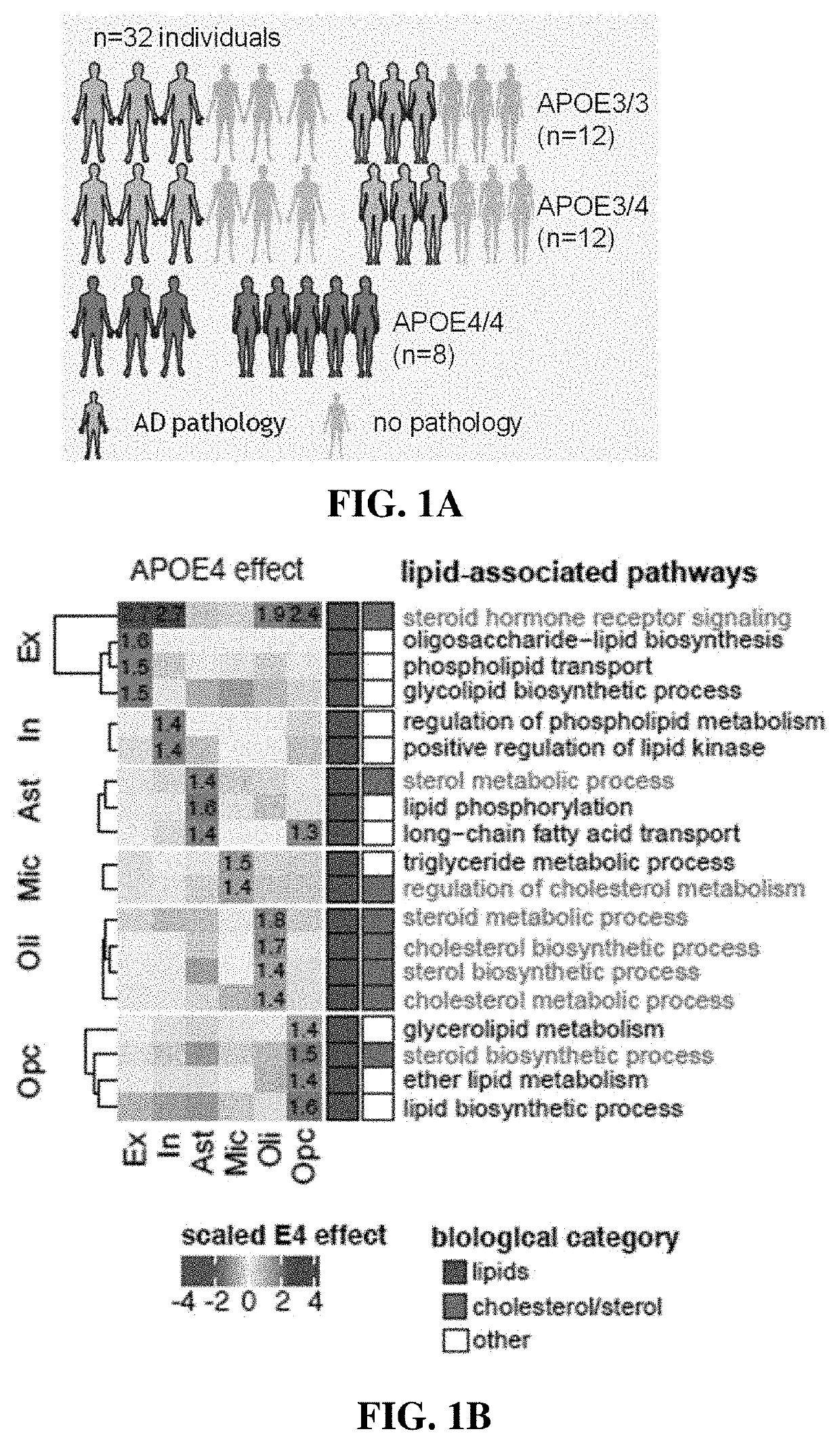 Apoe4 impairs myelination via altered cholesterol biosynthesis and transport in oligodendroglia