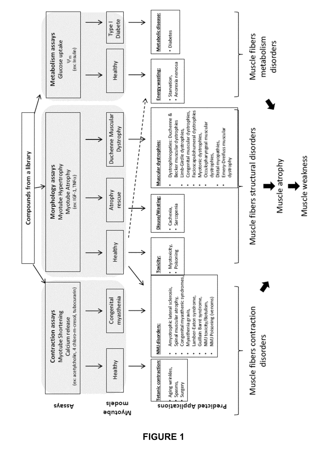 High throughput and functional screening method for muscle related disorders and biological processes