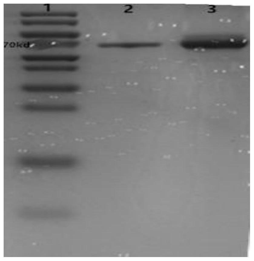 Anti-vancomycin monoclonal antibody and application thereof