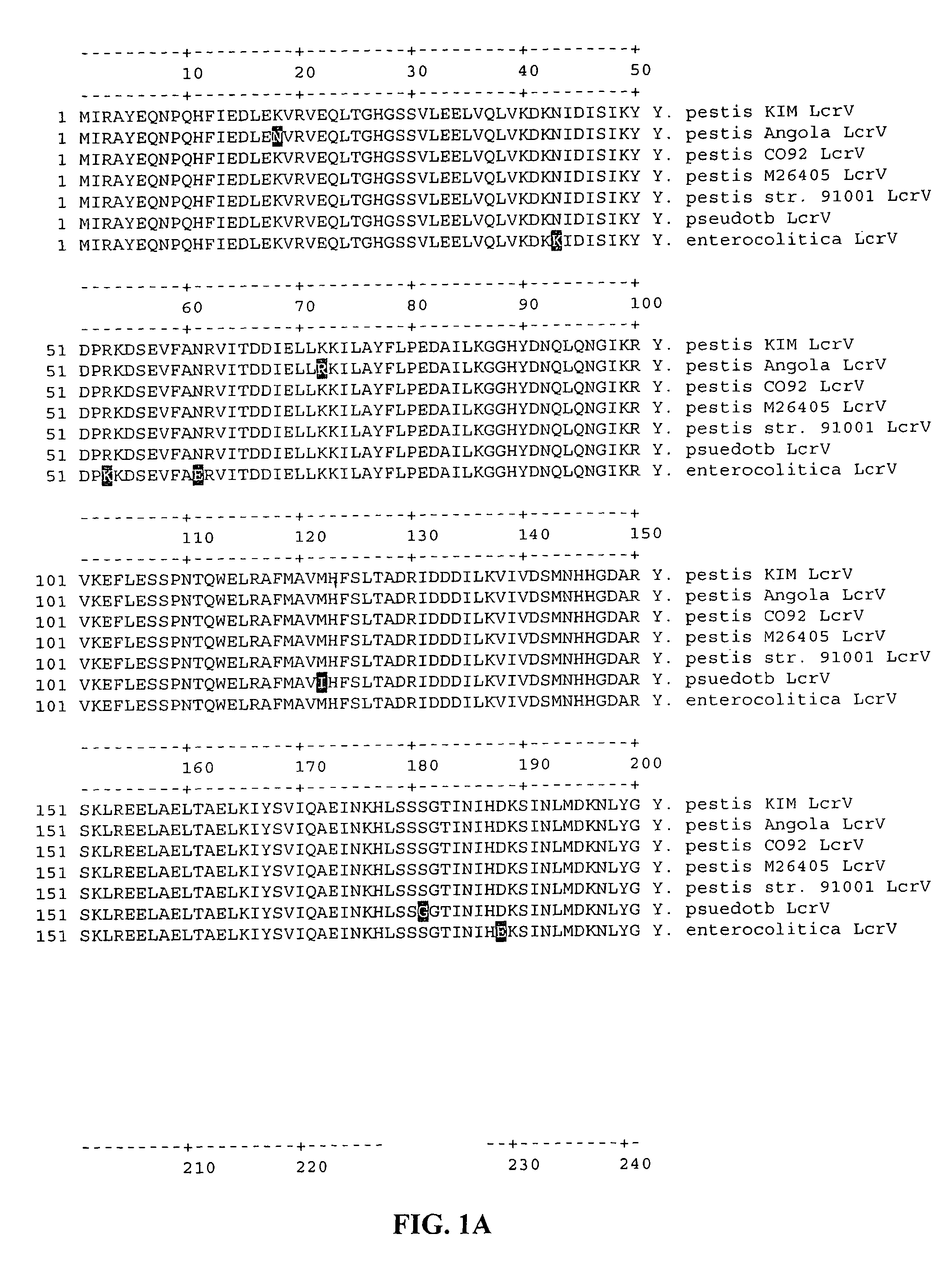 Methods and compositions involving LcrV proteins