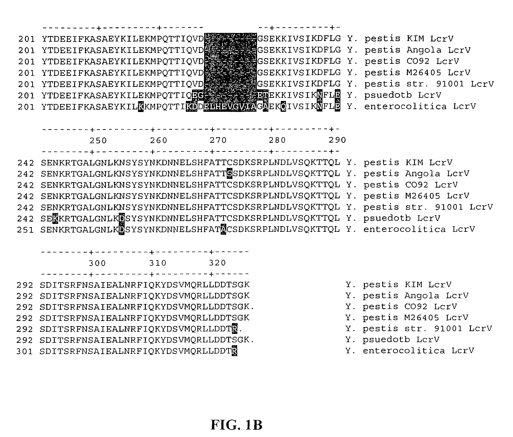 Methods and compositions involving LcrV proteins