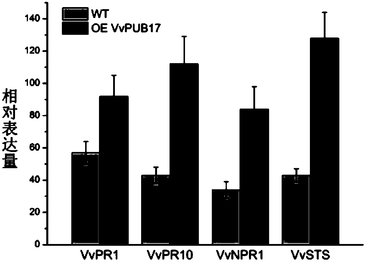 Grape disease resistance related gene vvpub21 and its plant expression vector and application
