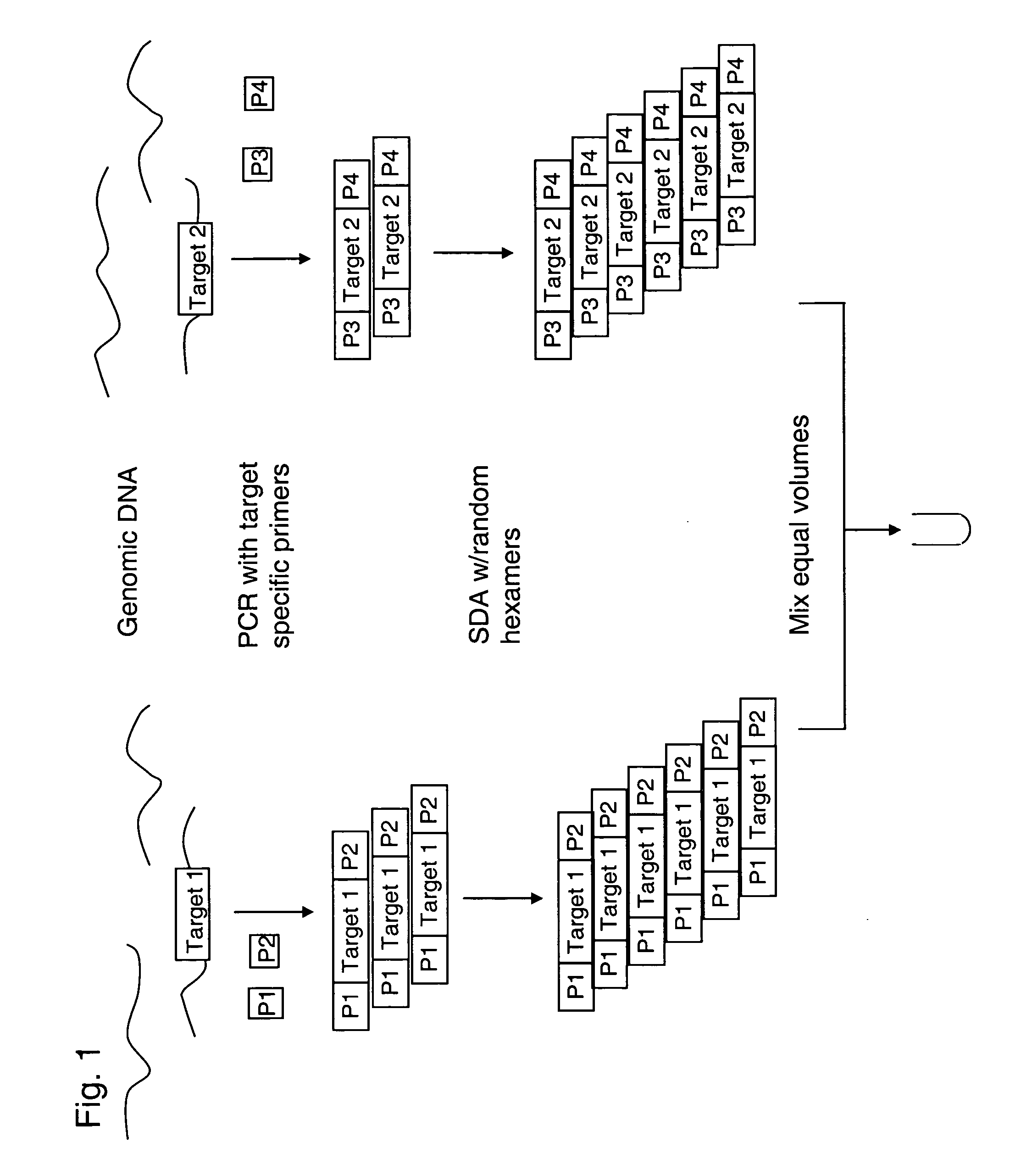 Methods for normalized amplification of nucleic acids