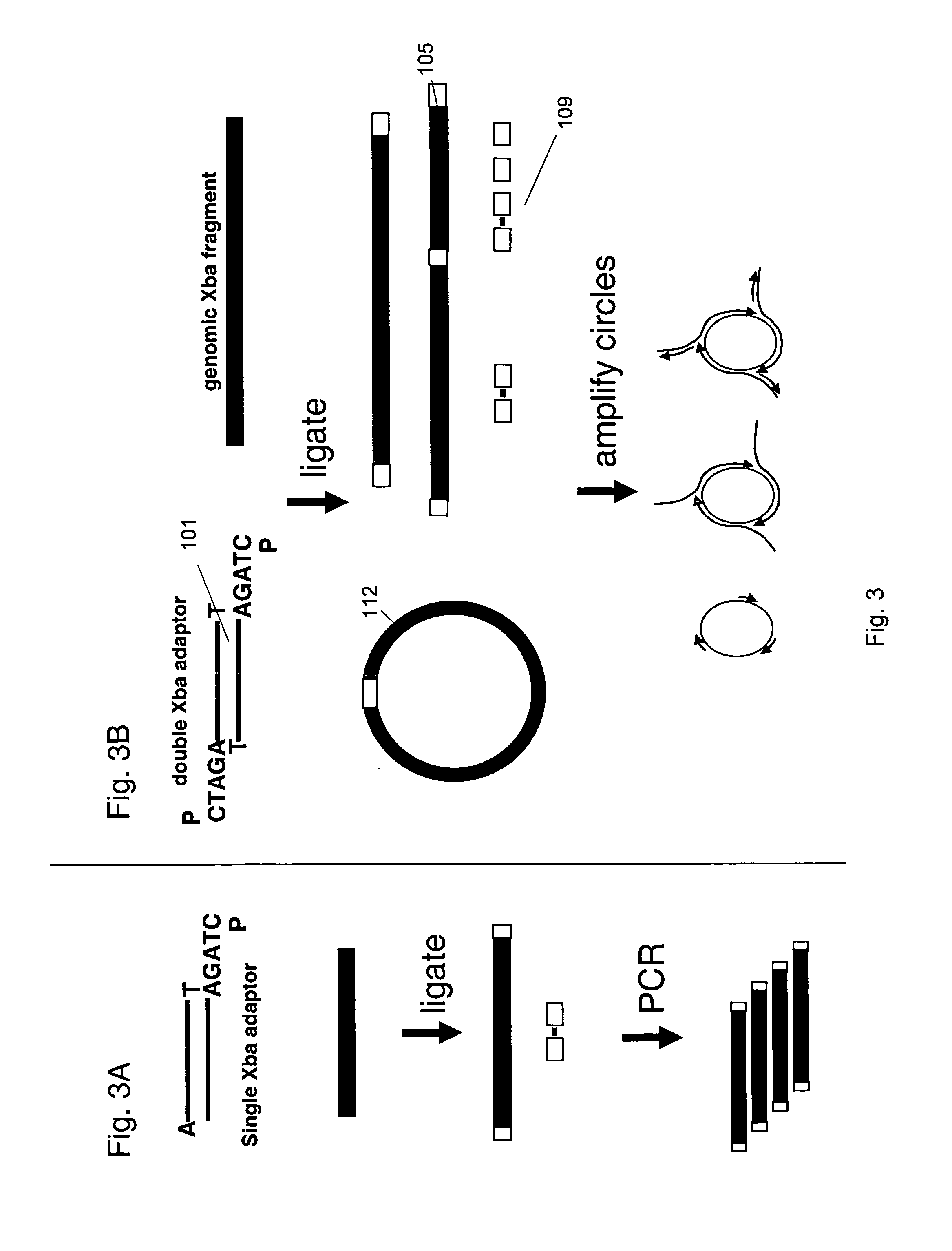 Methods for normalized amplification of nucleic acids