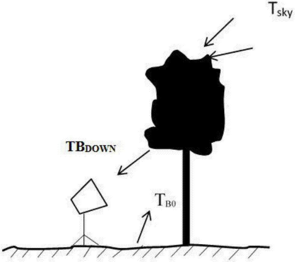 Method for optimizing and estimating L-waveband forest microwave radiation transmission characteristics