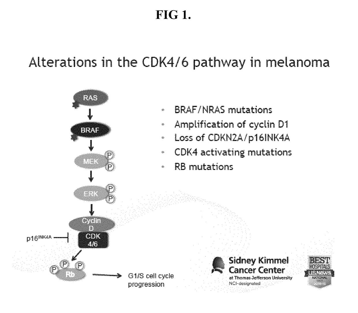 E2F reporter melanoma cells
