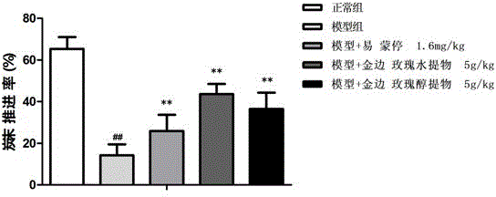 Application of gold-edge rose extract to preparation of drug for preventing chemotherapy side effects, protecting intestinal mucosal barrier and/or improving body immunity